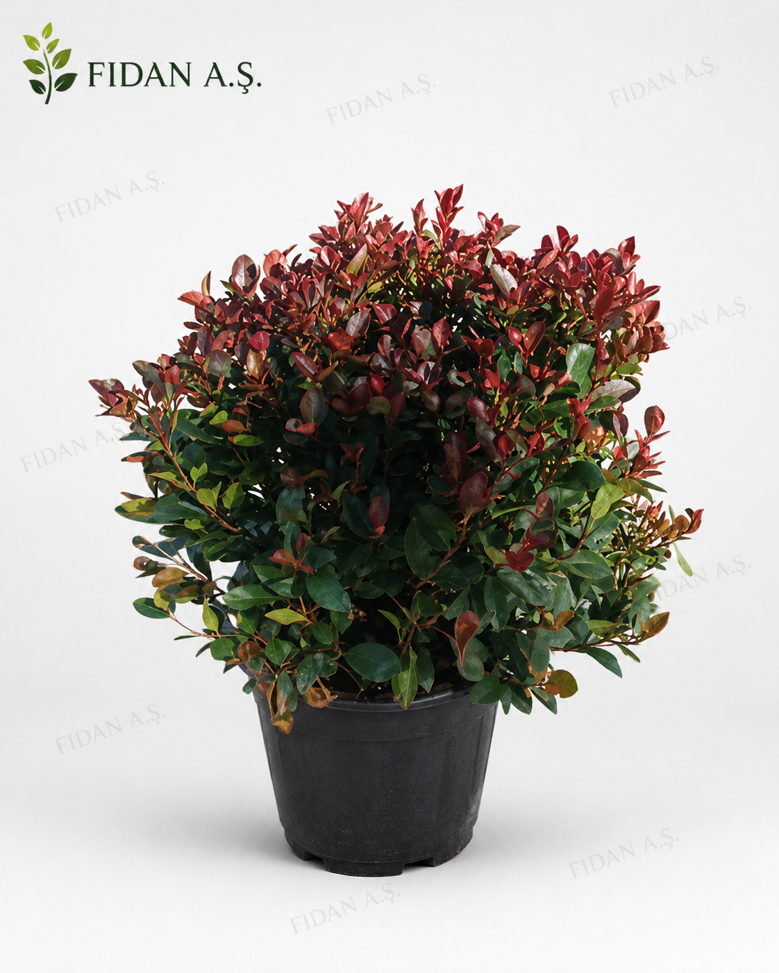 Photinia Fraserii Little Red Robin